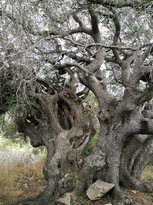 Appartamento L'Albero Magico Nella Campagna Gallurese ซานตา เตเรซา กัลลูรา ภายนอก รูปภาพ