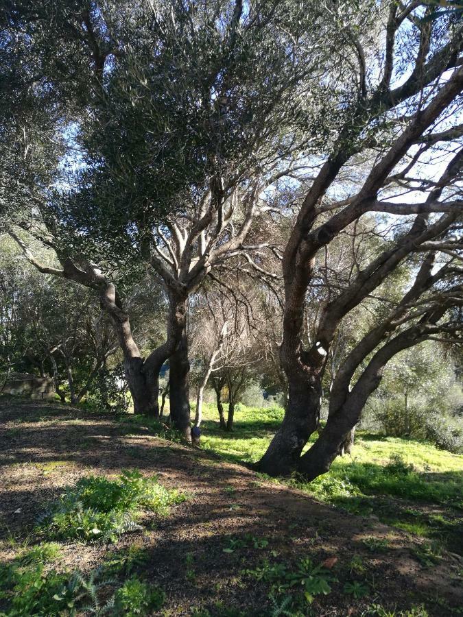 Appartamento L'Albero Magico Nella Campagna Gallurese ซานตา เตเรซา กัลลูรา ภายนอก รูปภาพ